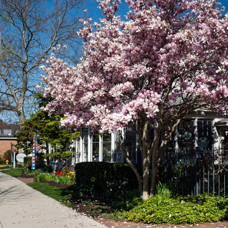 A flowering magnolia in pink bloom beside a white house on a Saugatuck street