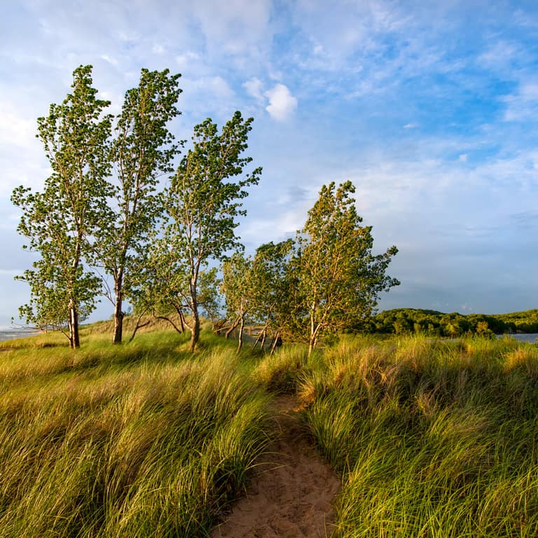 A sandy path through dune grass and trees toward the beach