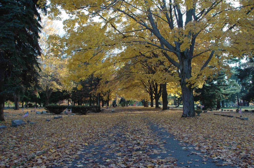 A tree-lined lane through Riverside Cemetery in fall